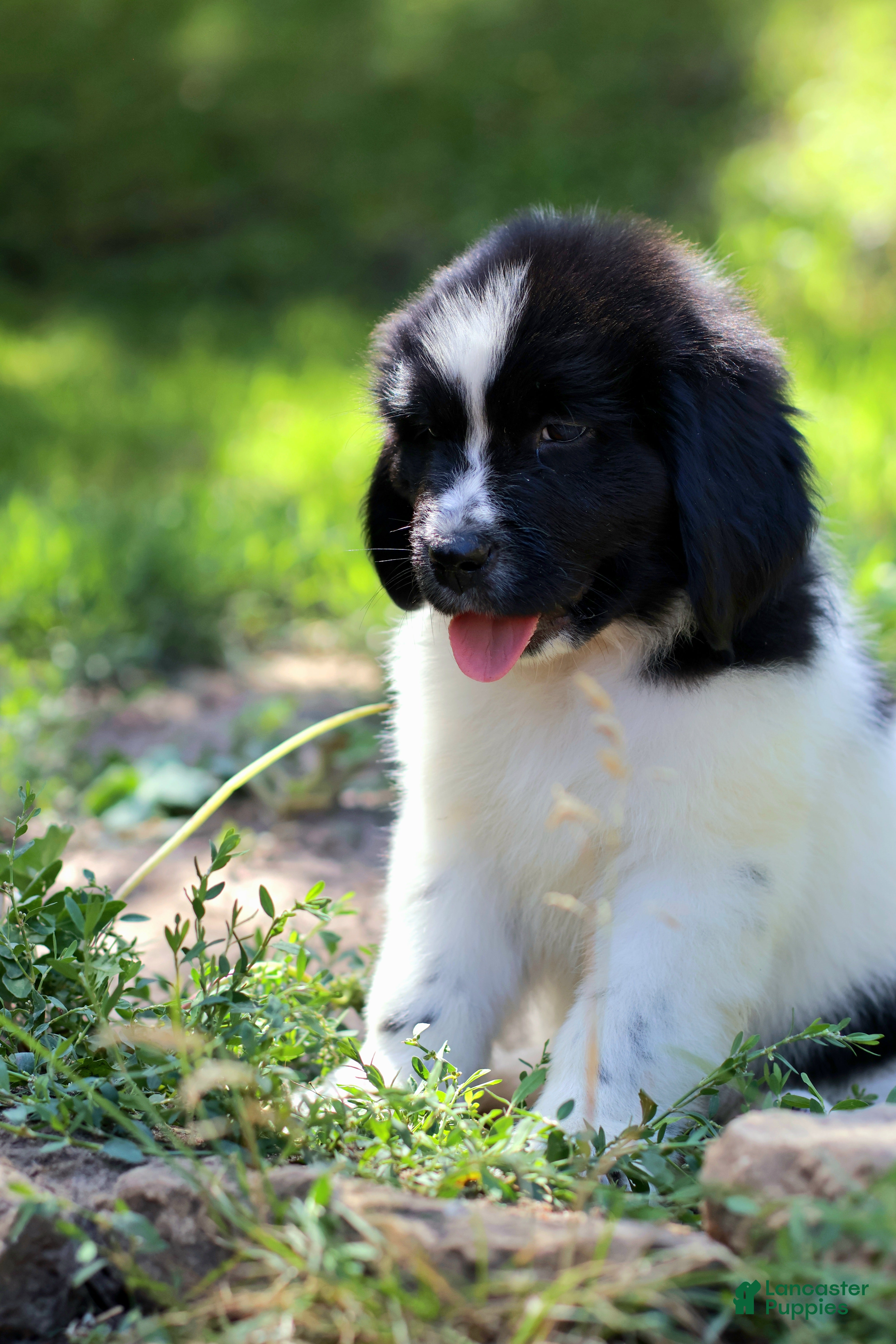 Newfoundland dogs Boo - Ad 1