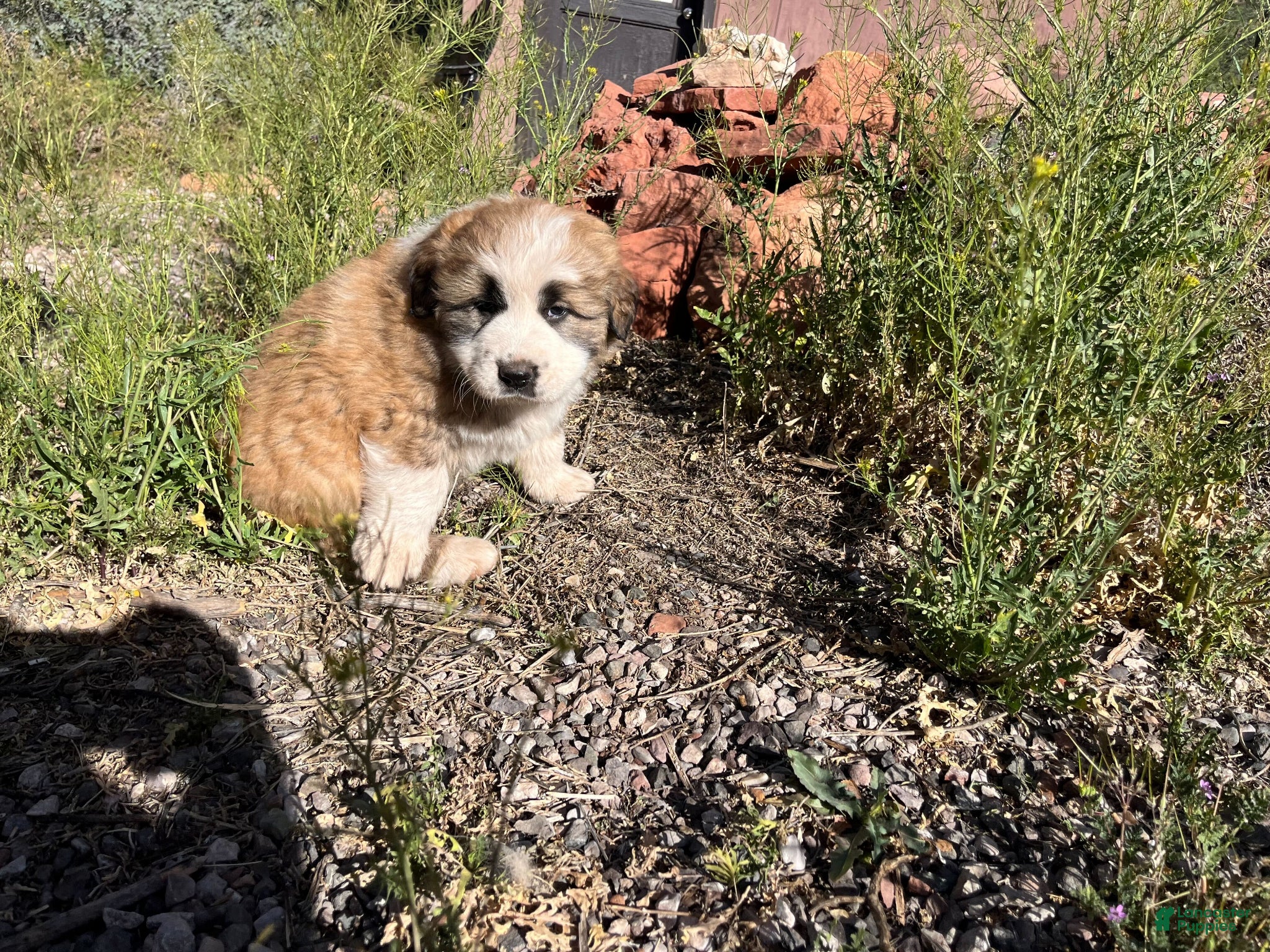 Mixed Breed dogs Thunder - Ad 2