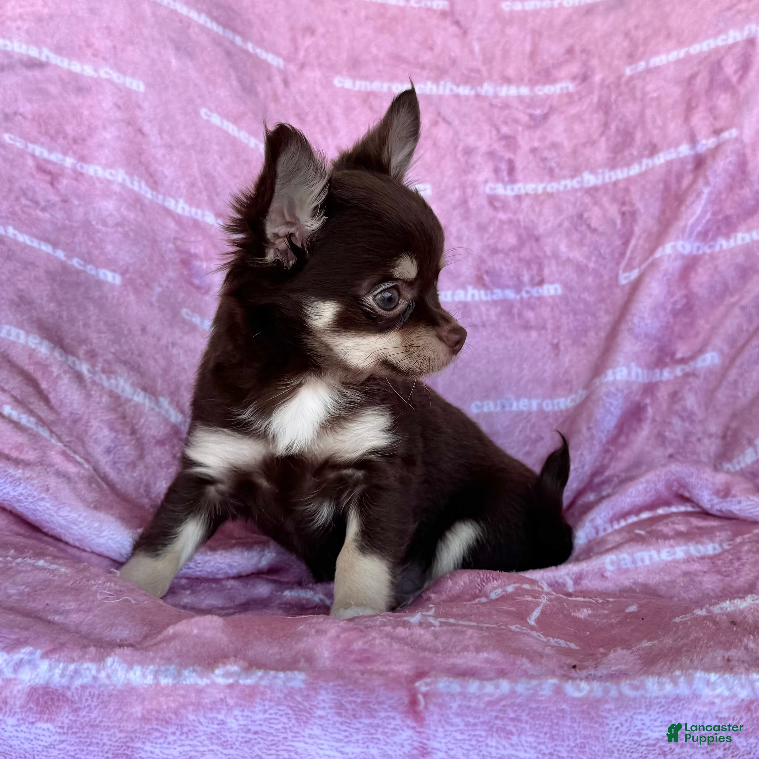 Chihuahua dogs Callie Chocolate LC - Ad 11