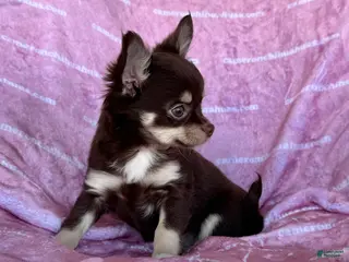 Chihuahua dogs Callie Chocolate LC - Ad 6