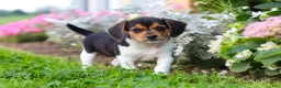 Beagle dogs for sale: Paisley - Ad 2