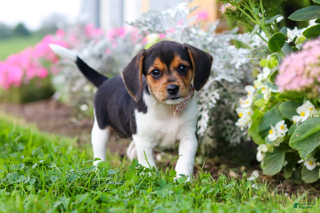 Beagle dogs for sale: Paisley - Ad 2