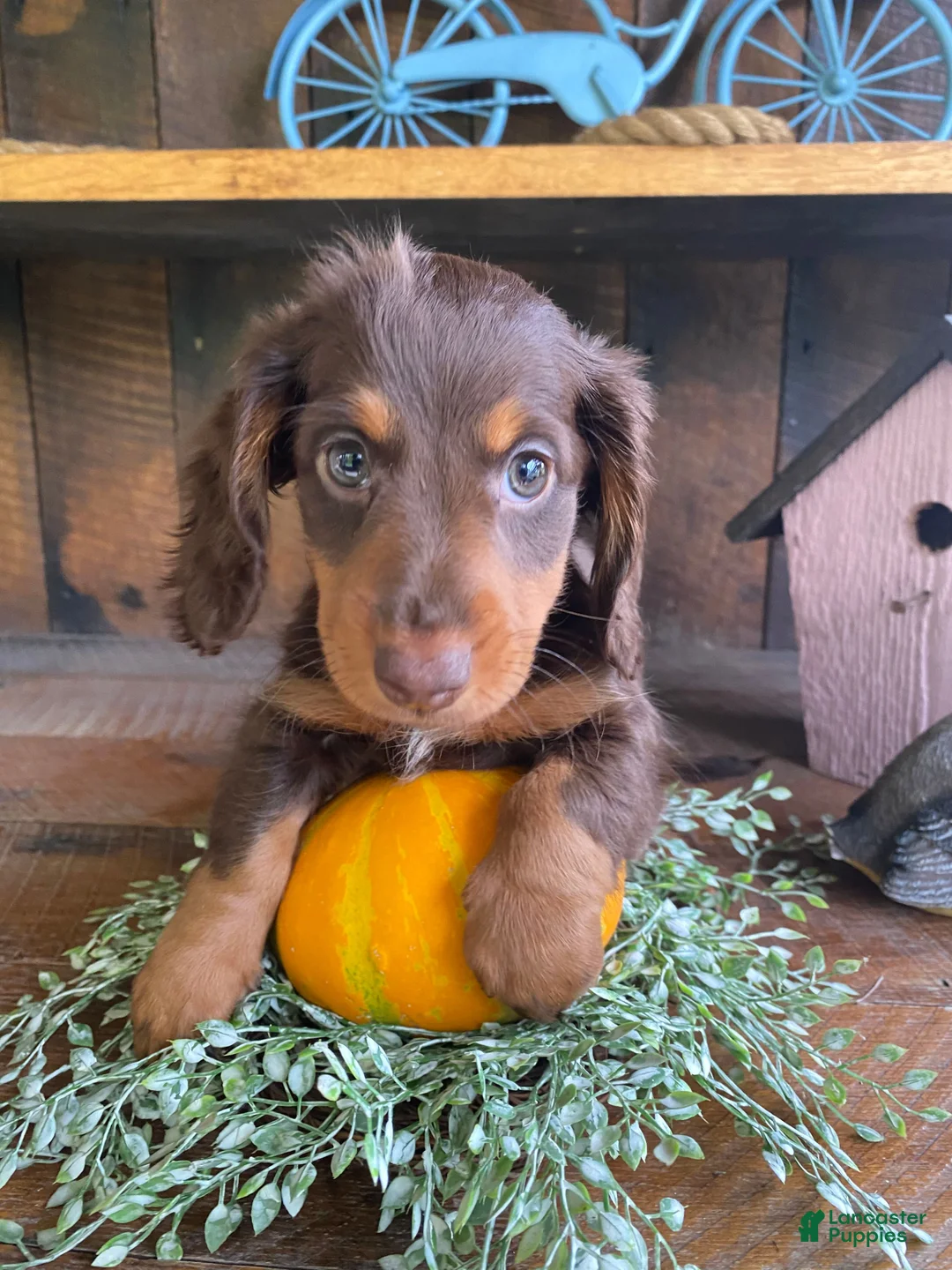 Miniature Dachshund dogs for sale: Browny - Ad 11