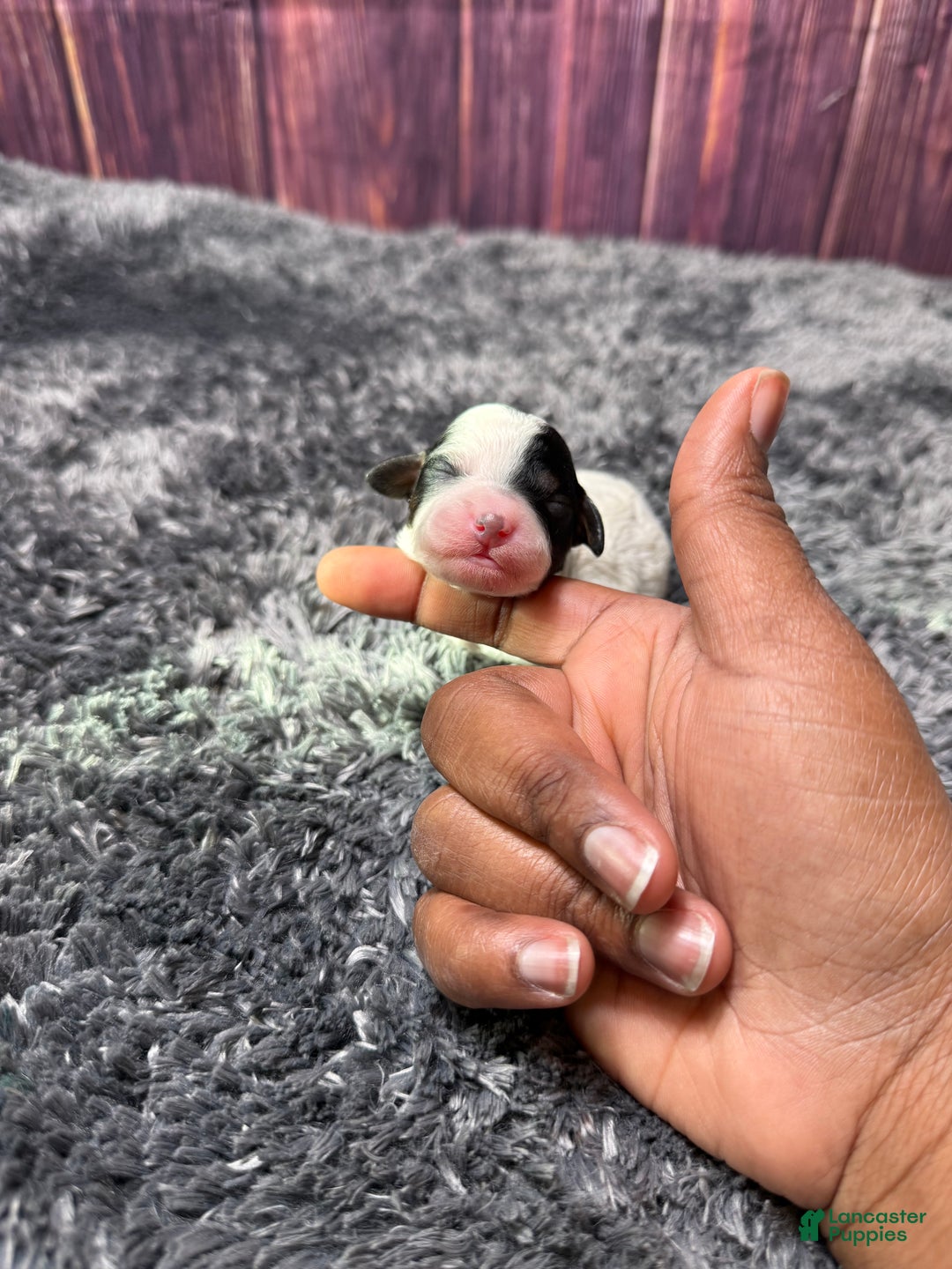 Miniature Poodle dogs for sale: Dottie - Ad 3