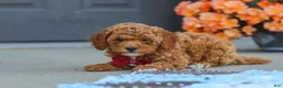 Cavapoo dogs for sale: Finn - Ad 5