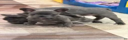 French Bulldog dogs for sale: French Bulldog 1 - Ad 6