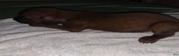 Redbone Coonhound dogs for sale: Redbone Coonhound 3(br/yellow) - Ad 13