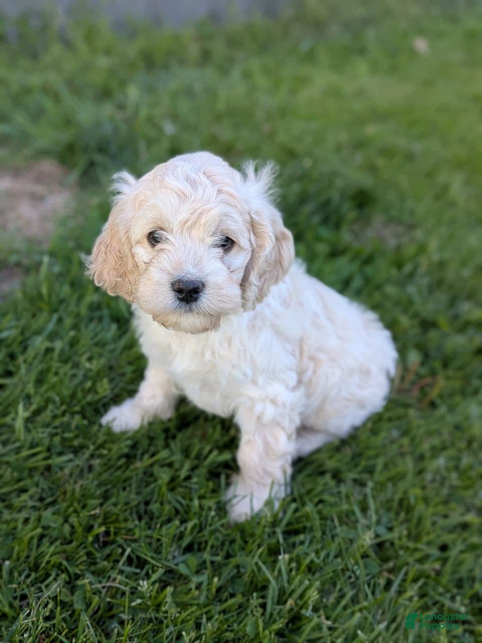Cockapoo dogs Alfie - Ad 1