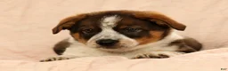 Australian Shepherd dogs for sale: Al - Ad 8