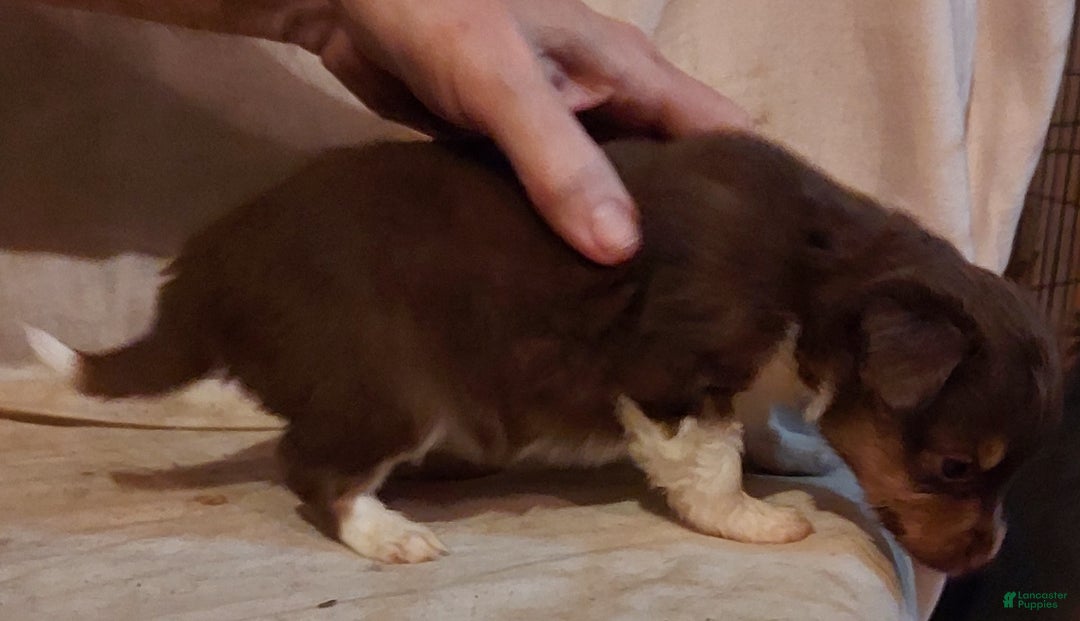 Toy Australian Shepherd dogs for sale: ROXIE - Ad 1