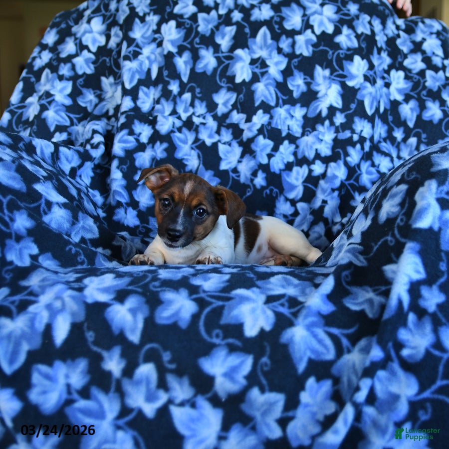 Jack Russell Terrier dogs Ashley - Ad 2