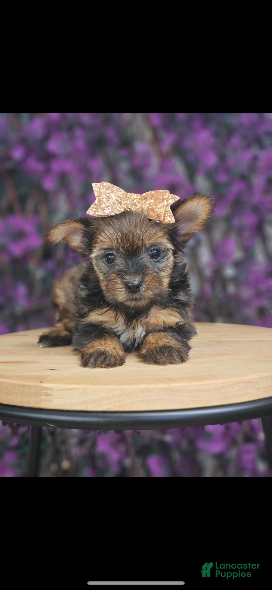 Yorkshire Terrier dogs Yorkshire Terrier 5 - Ad 1