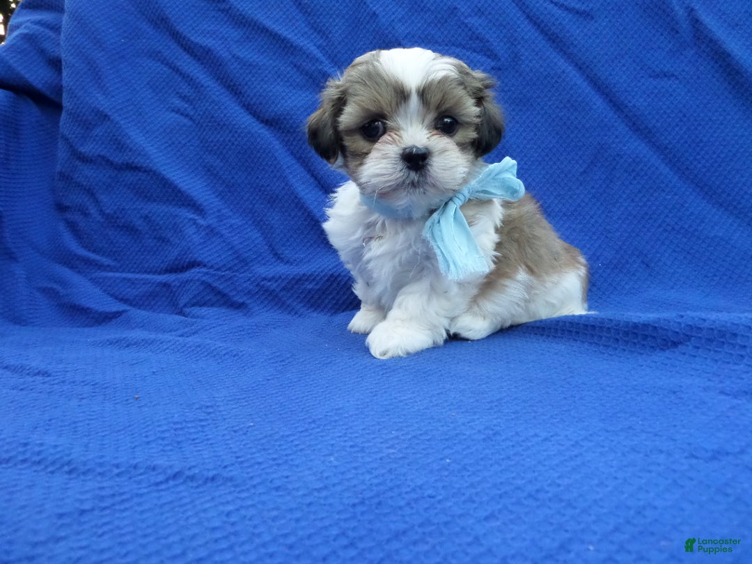 Shihpoo dogs for sale: Asher - Ad 1