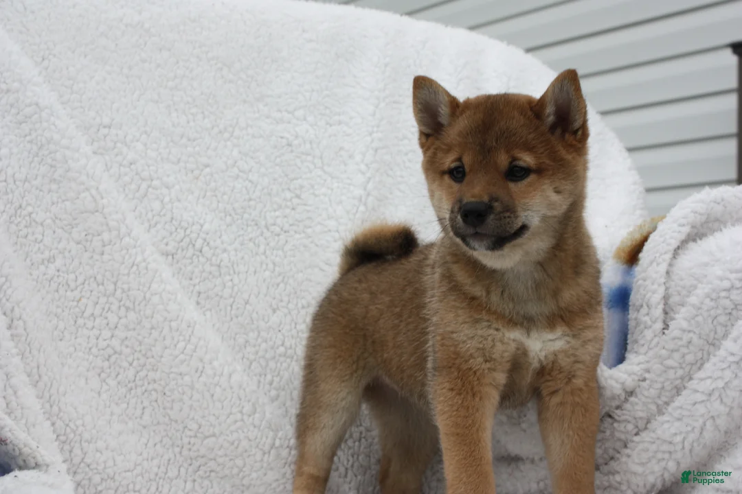 Shiba Inu dogs for sale: Kya  - Ad 2