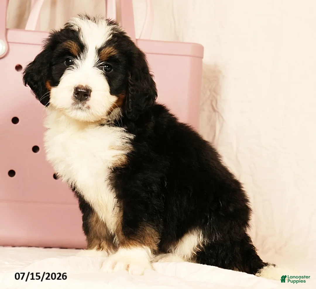 Bernedoodle dogs for sale: Sam - Ad 1