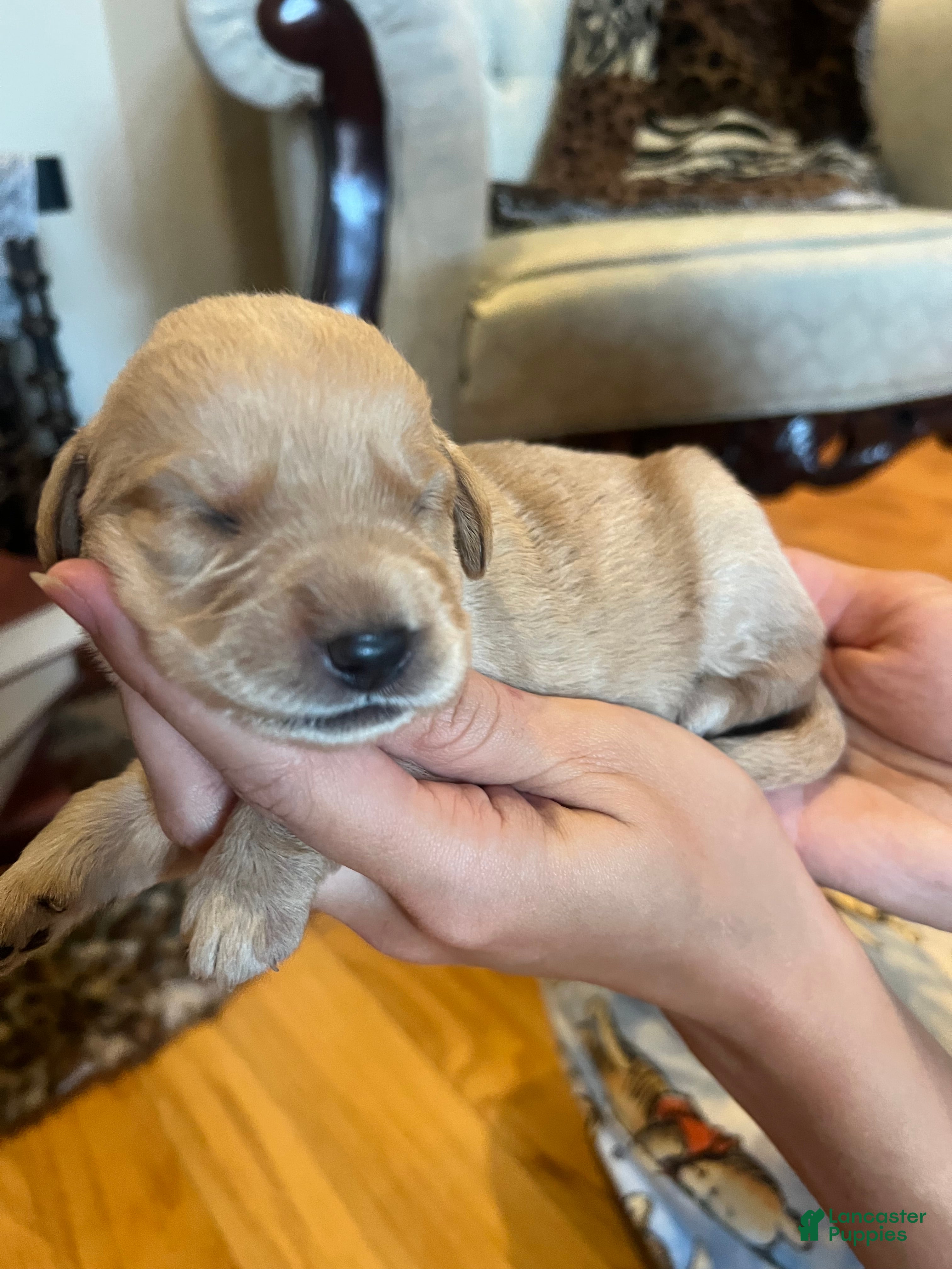Labradoodle dogs Labradoodle Puppy 8 - Ad 19