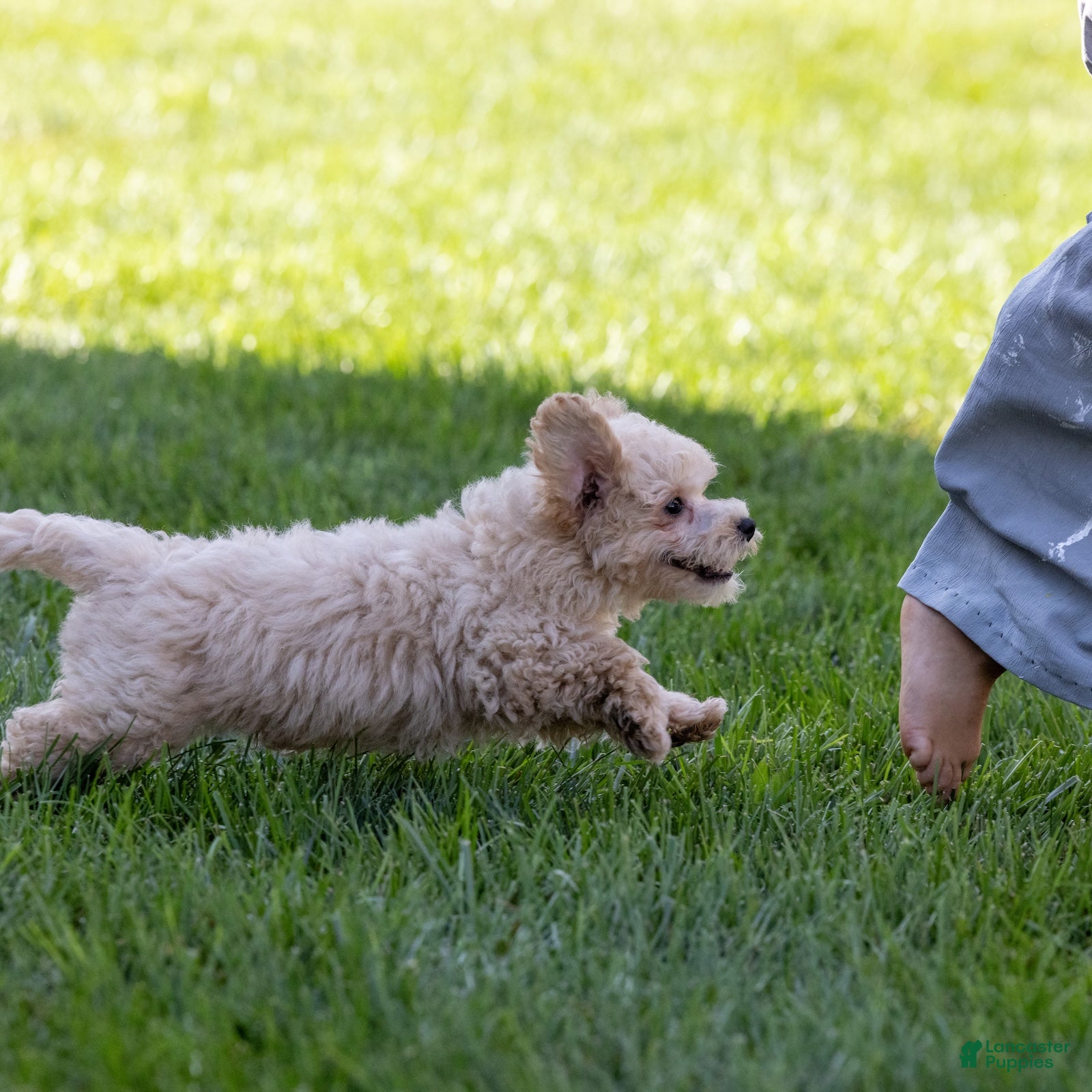 Bichpoo dogs Coach - Ad 2