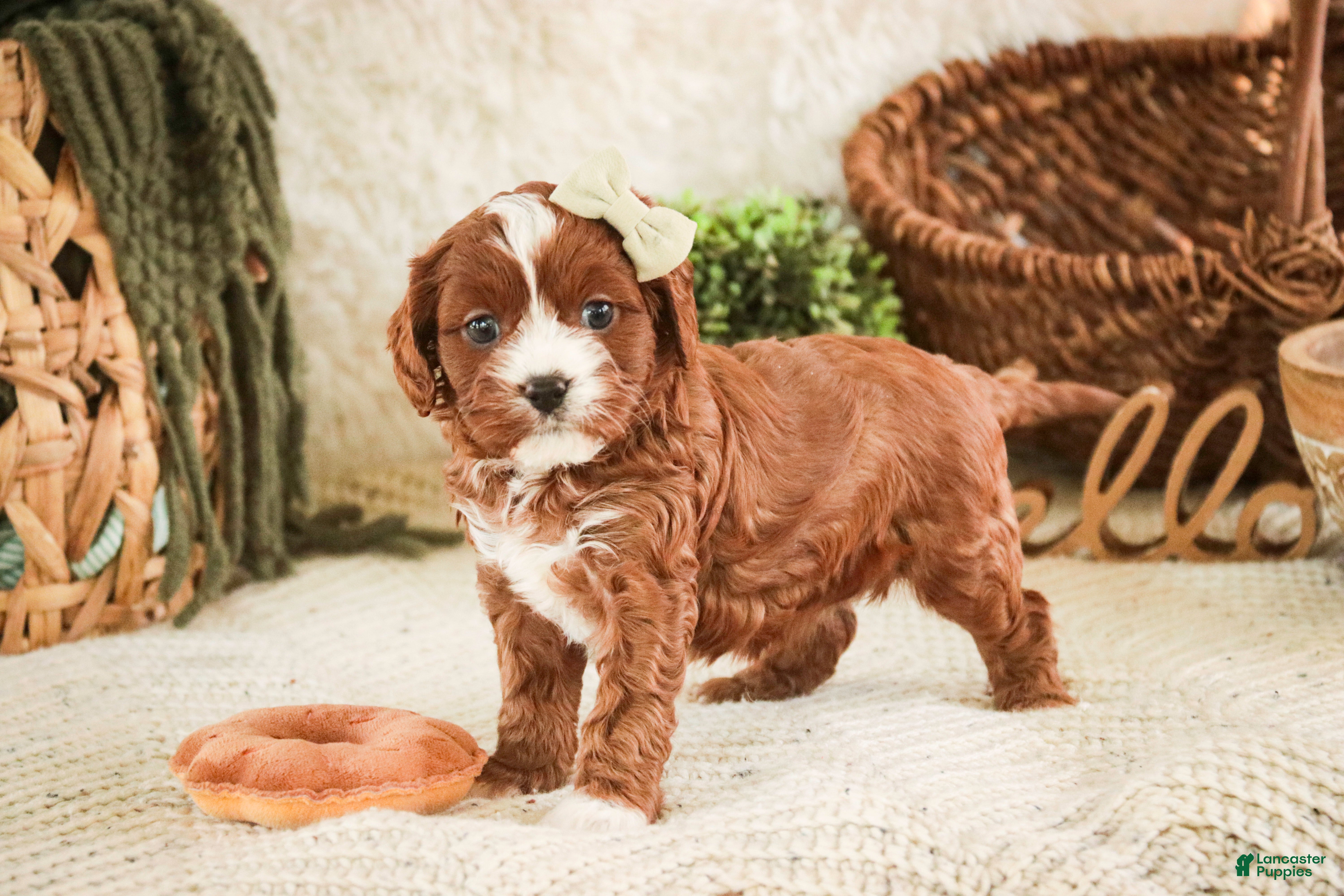 Cavapoo dogs Harmony - Ad 1