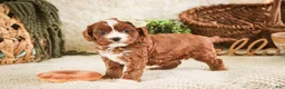 Cavapoo dogs for sale: Harmony - Ad 1
