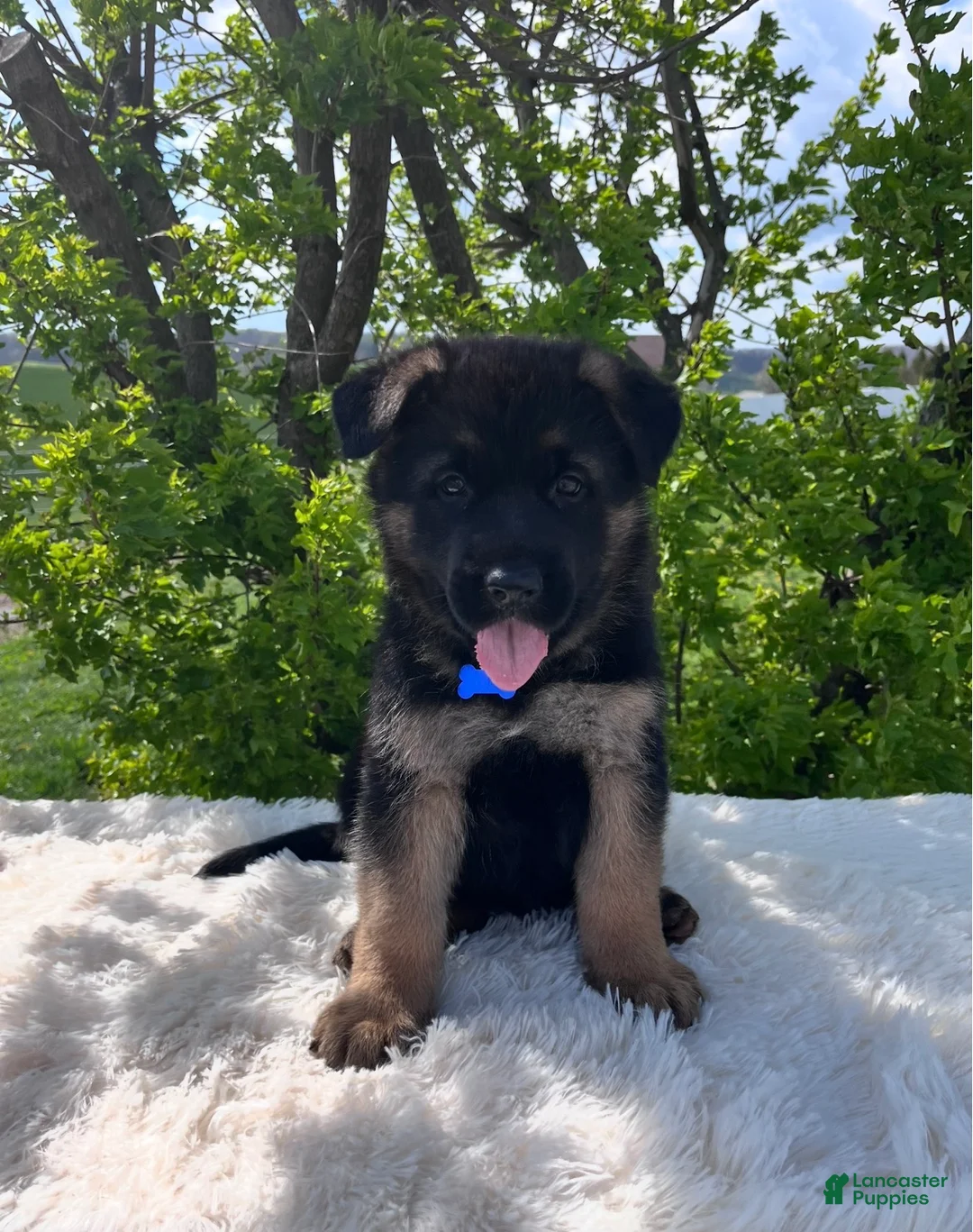 German Shepherd dogs for sale: Boomer  - Ad 1