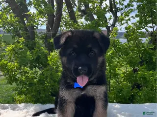 German Shepherd dogs for sale: Boomer - Ad 4