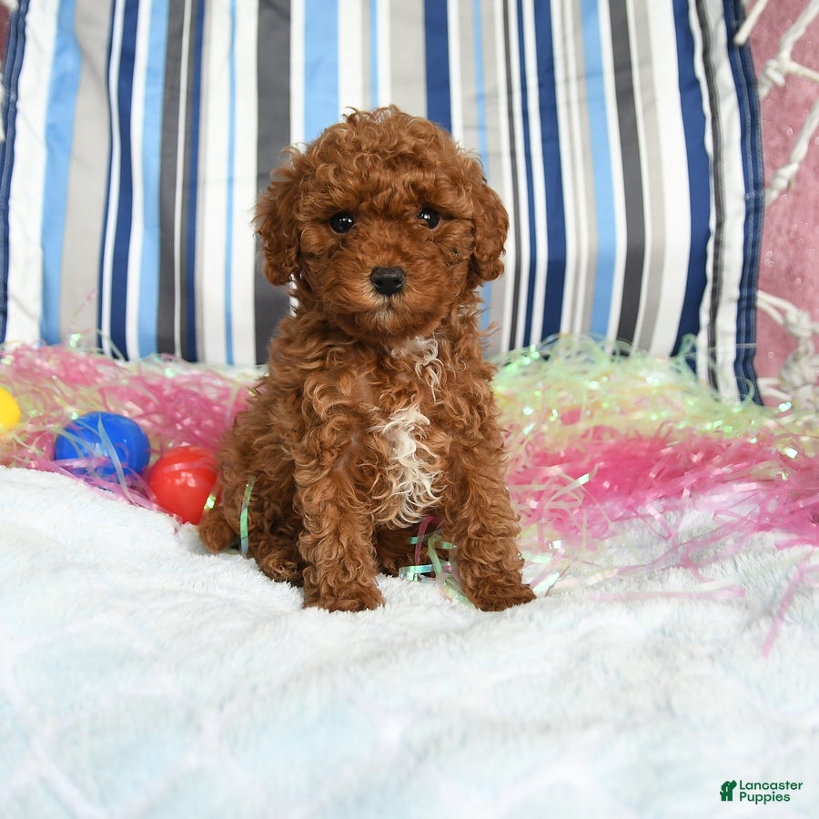 Miniature Poodle dogs Candy - Ad 1