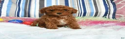 Miniature Poodle dogs for sale: Candy - Ad 1