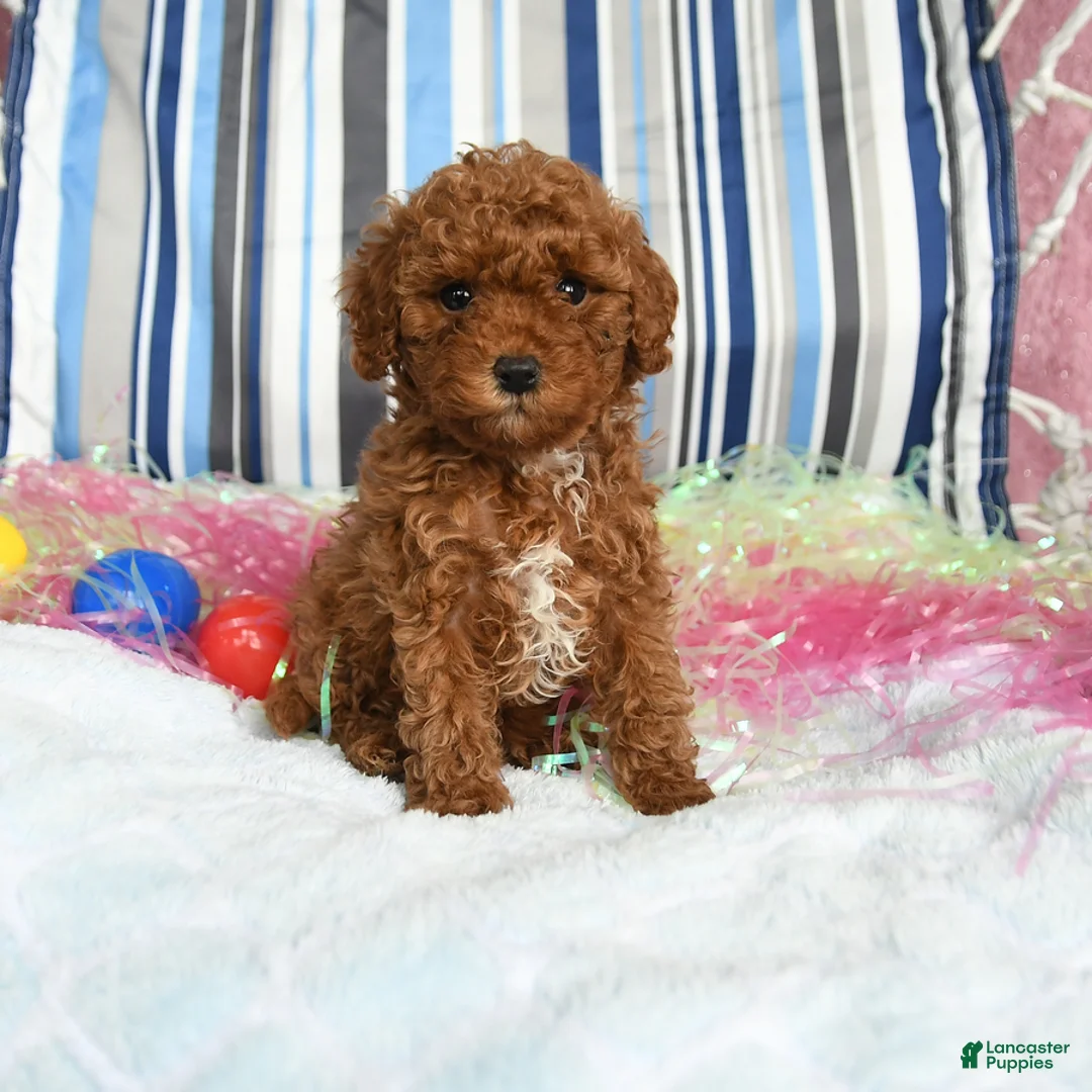 Miniature Poodle dogs for sale: Candy - Ad 1