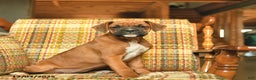 Boxer dogs for sale: Basil - Ad 4