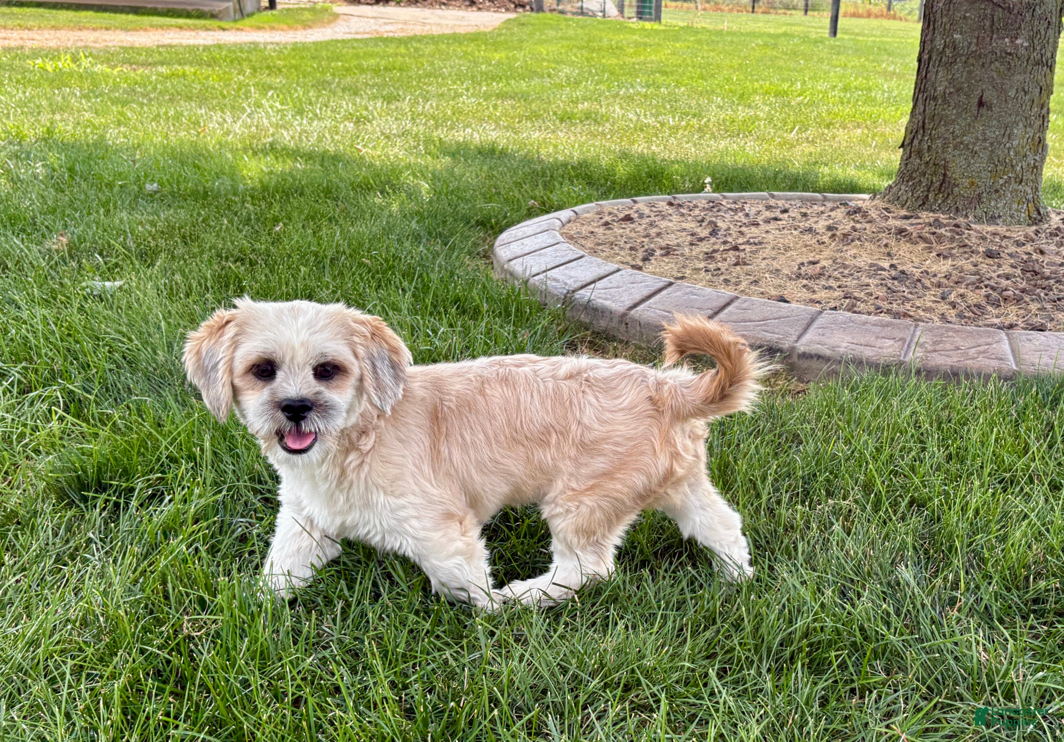 Lhasa Apso dogs Sammy - Ad 1