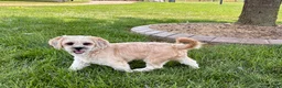 Lhasa Apso dogs for sale: Sammy - Ad 1