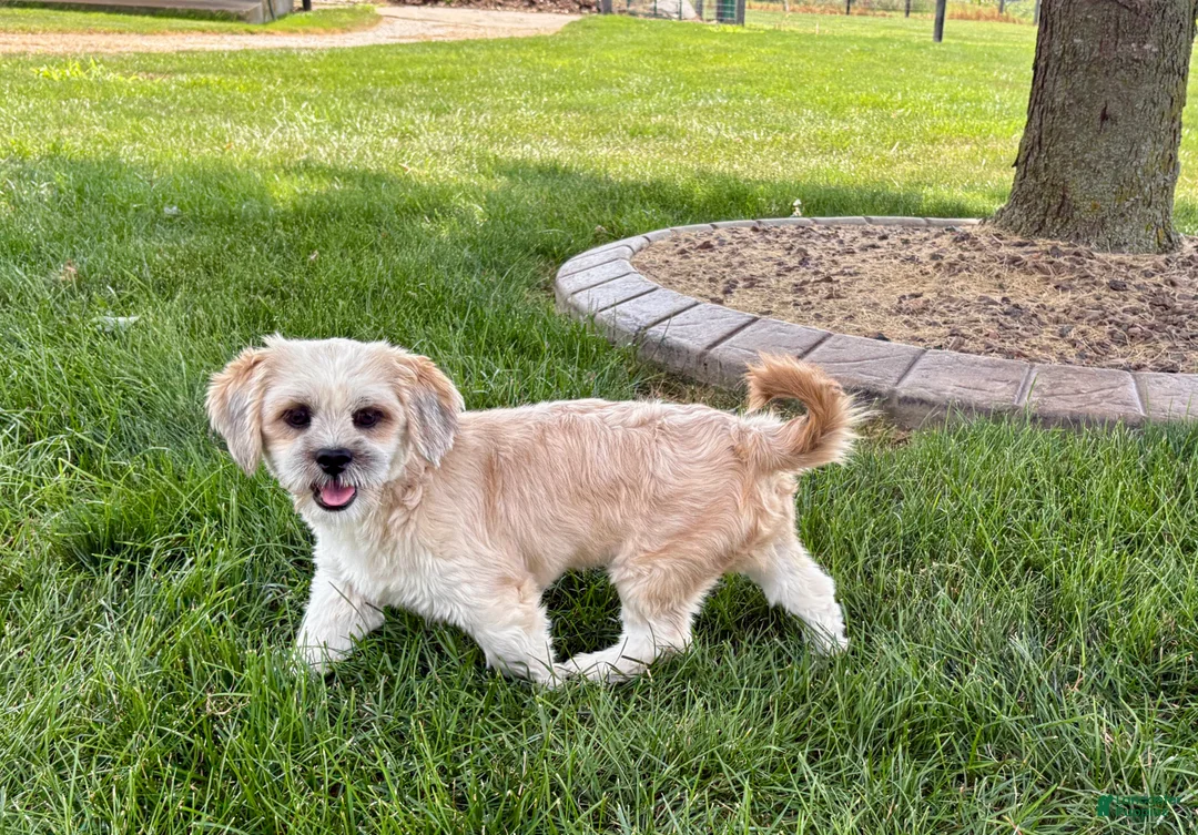 Lhasa Apso dogs for sale: Sammy - Ad 1