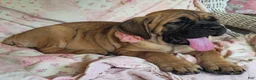 Cane Corso dogs for sale: Abby - Ad 15