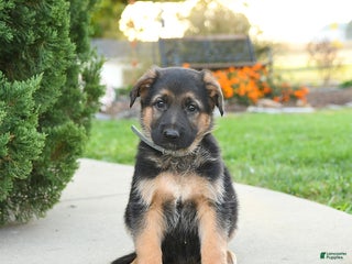 Mixed Breed dogs - Ad 7