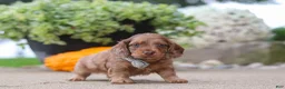 Miniature Dachshund dogs for sale: Gordy - Ad 5