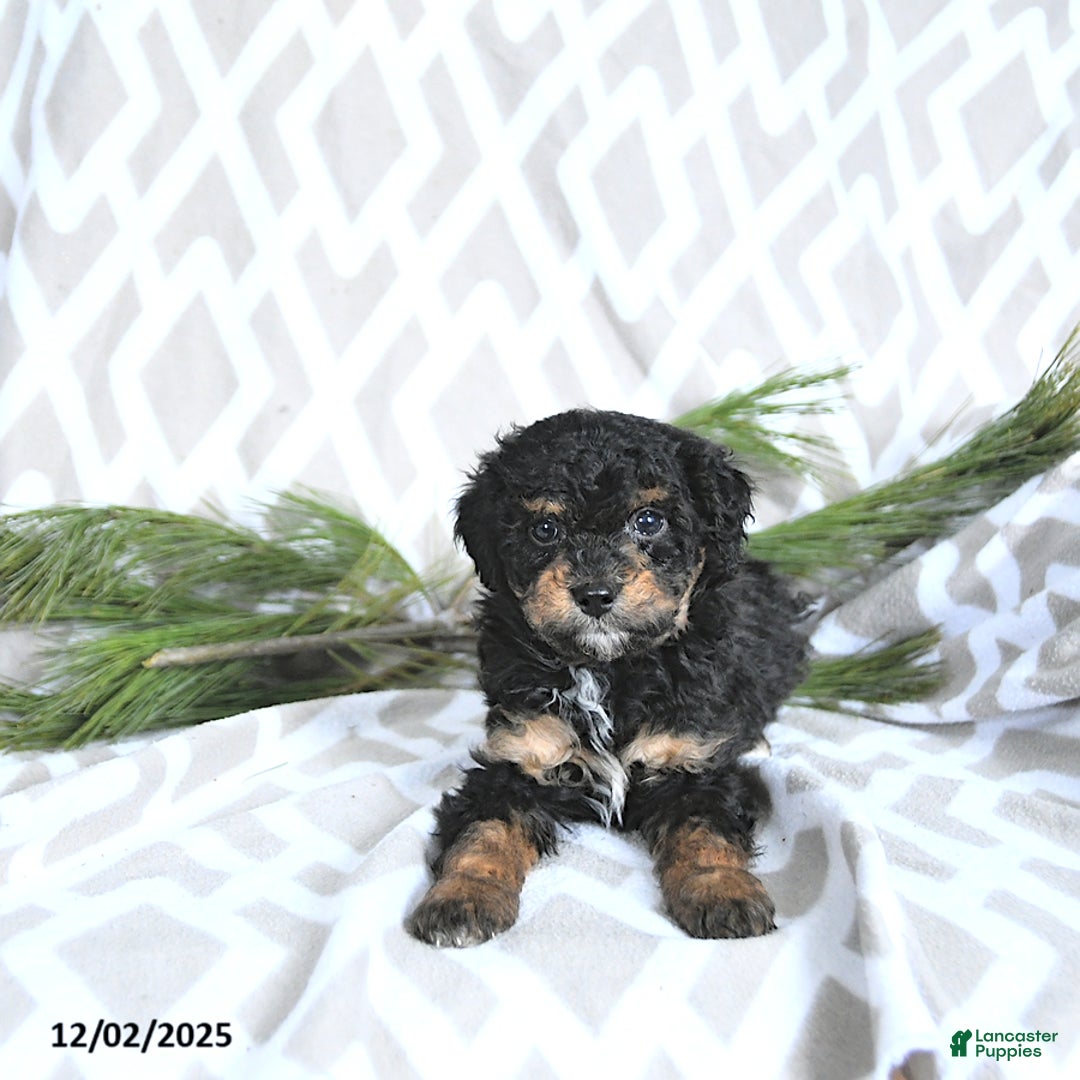 Maltipoo dogs for sale: Comet - Ad 3