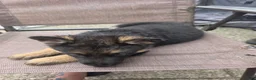 German Shepherd dogs for sale: Matthew - Ad 2