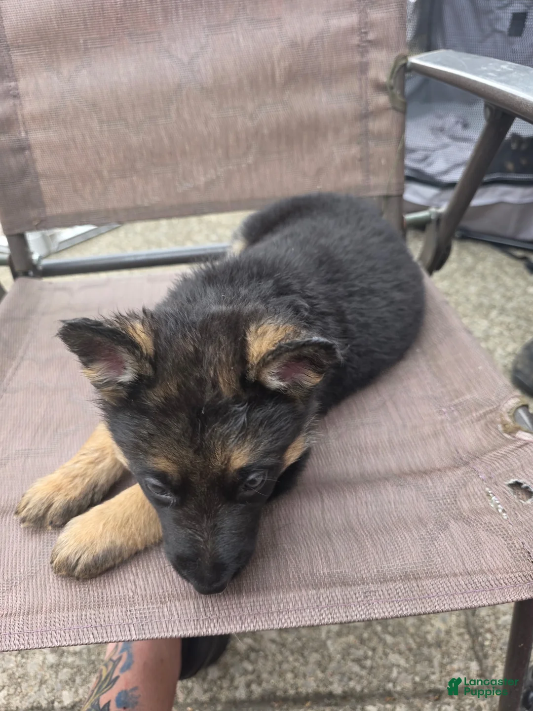 German Shepherd dogs for sale: Matthew - Ad 2
