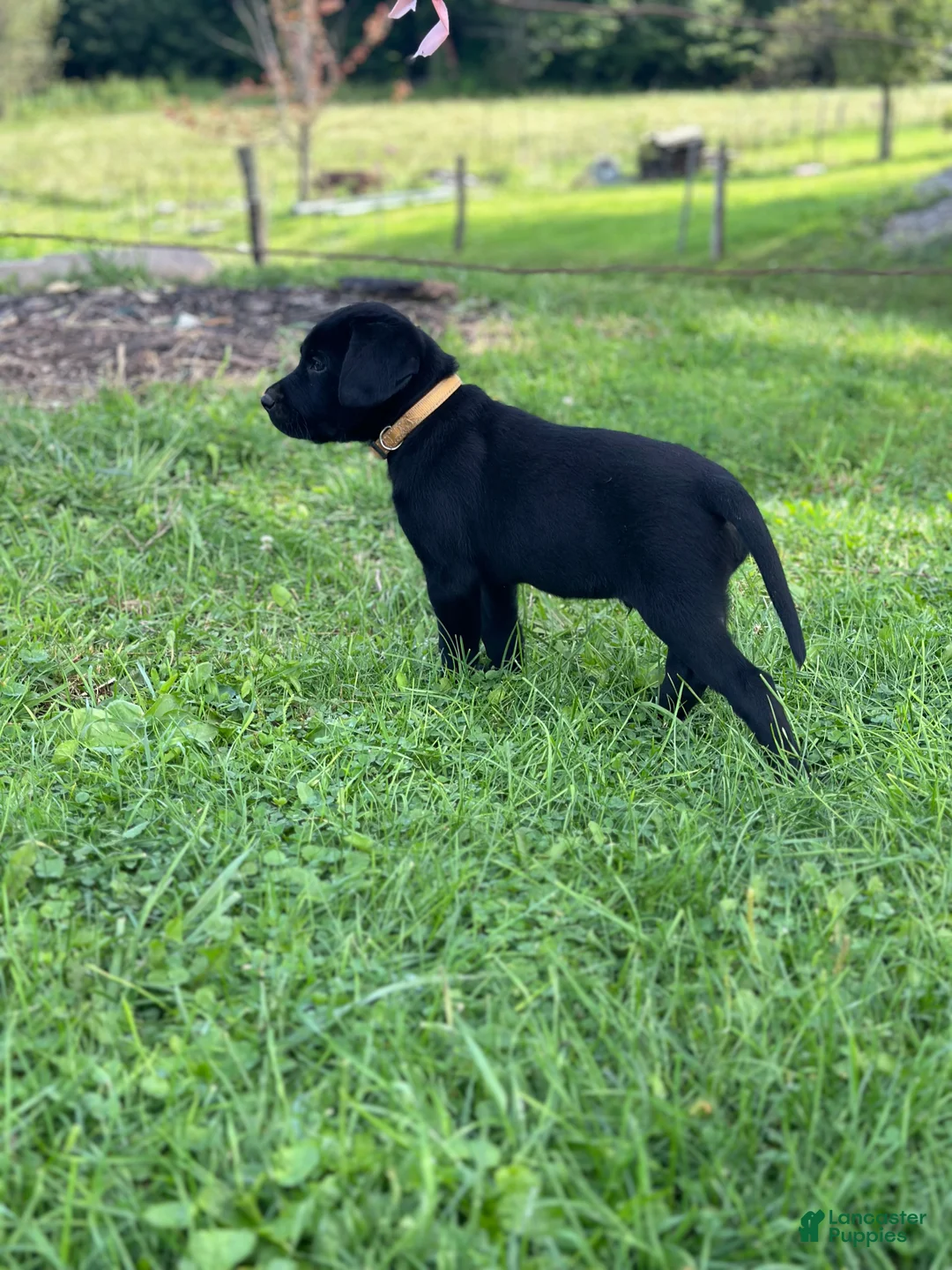 Labrador Retriever dogs for sale: Labrador Retriever 1 - Ad 2
