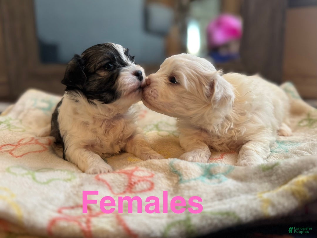 Mixed Breed dogs for sale:  Lhatese Breed “Daisy” - Ad 20
