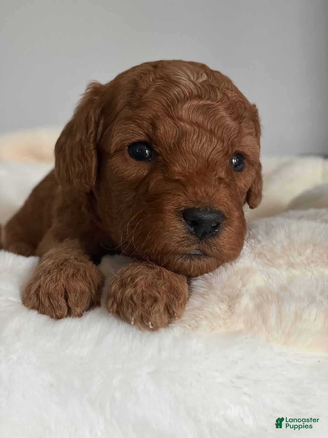 Mini Goldendoodle dogs for sale: Mini Goldendoodle Puppy 1 - Ad 1
