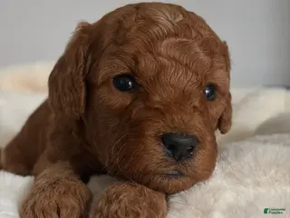 Mini Goldendoodle dogs Mini Goldendoodle Puppy 1 - Ad 31