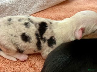 Welsh Corgi Cardigan dogs Welsh Corgi Cardigan Puppy 2: 88 - Ad 2