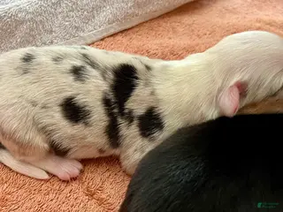 Welsh Corgi Cardigan dogs Welsh Corgi Cardigan Puppy 2: 88 - Ad 2