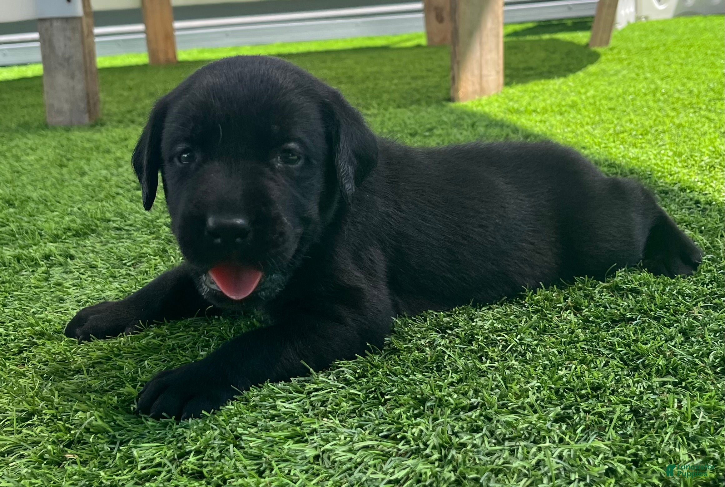 Labrador Retriever dogs for sale: Pumpernickel Blk Female w/white chest patch - Ad 3
