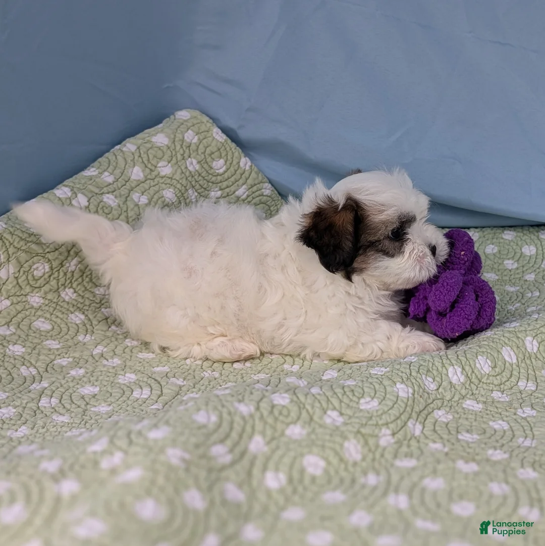 Teddy Bear dogs for sale: Vicious Biscuit - Ad 3