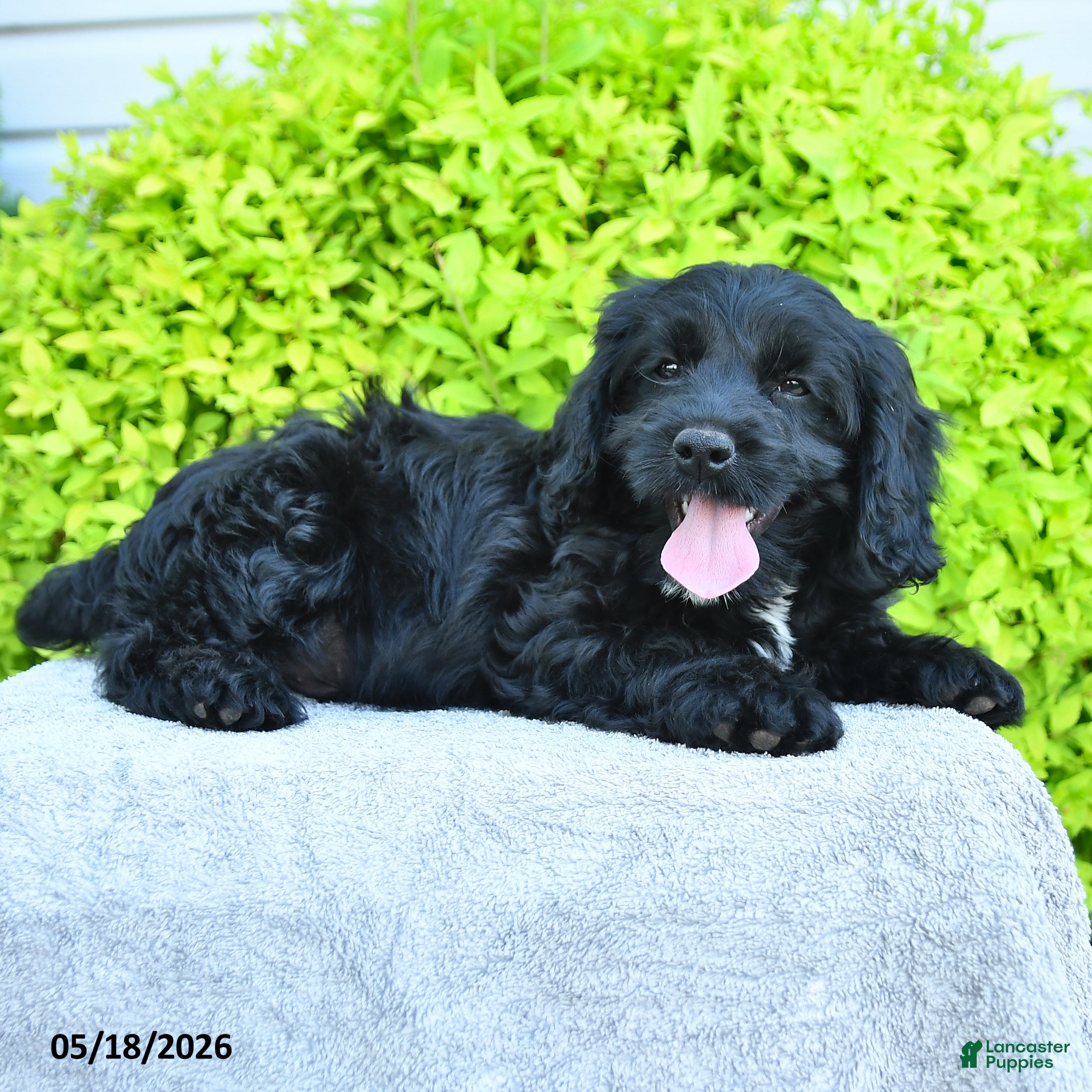 Cavapoo dogs Merlin - Ad 2