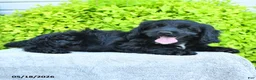 Cavapoo dogs for sale: Merlin - Ad 2