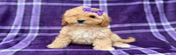 Cavapoo dogs for sale: Ayla - Ad 6