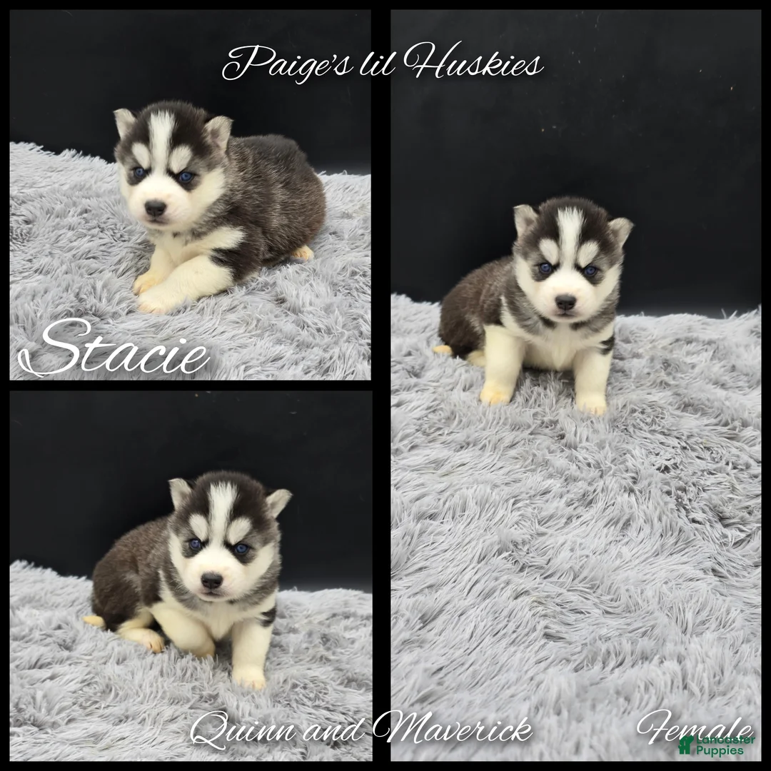 Siberian Husky dogs for sale: Stacie  - Ad 3